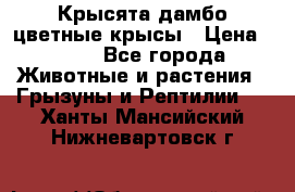 Крысята дамбо цветные крысы › Цена ­ 250 - Все города Животные и растения » Грызуны и Рептилии   . Ханты-Мансийский,Нижневартовск г.